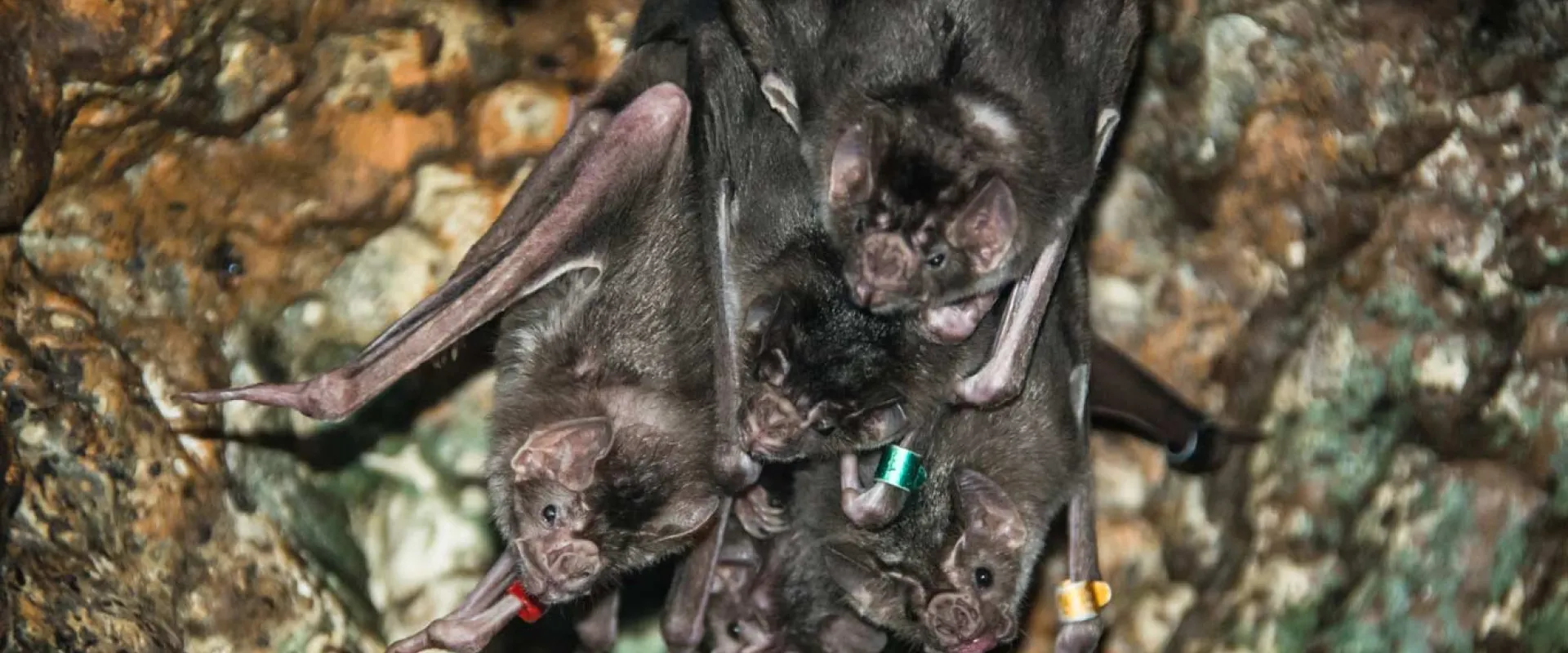 A group of five, small, brown Vampire Bats hanging upside down from a cave wall, looking at the viewer with their large ears and beady black eyes.
