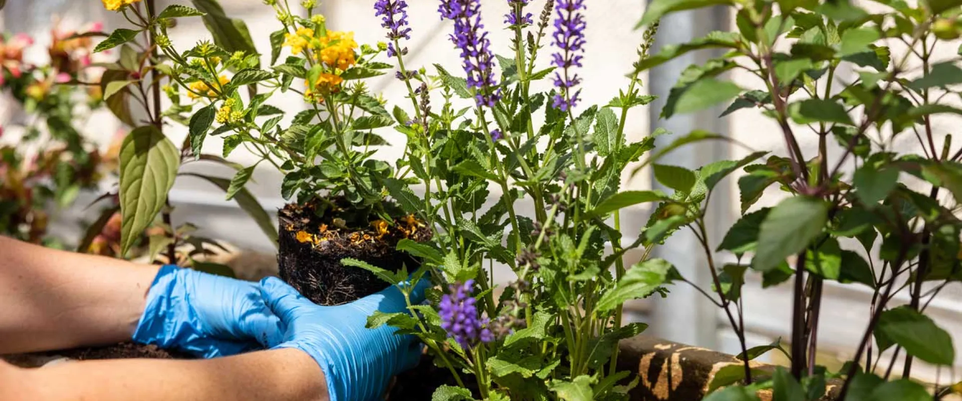 A pair of gloved hands placing a plant with yellow flowers into a small window garden box that is filled with a variety of other, colorful plants.
