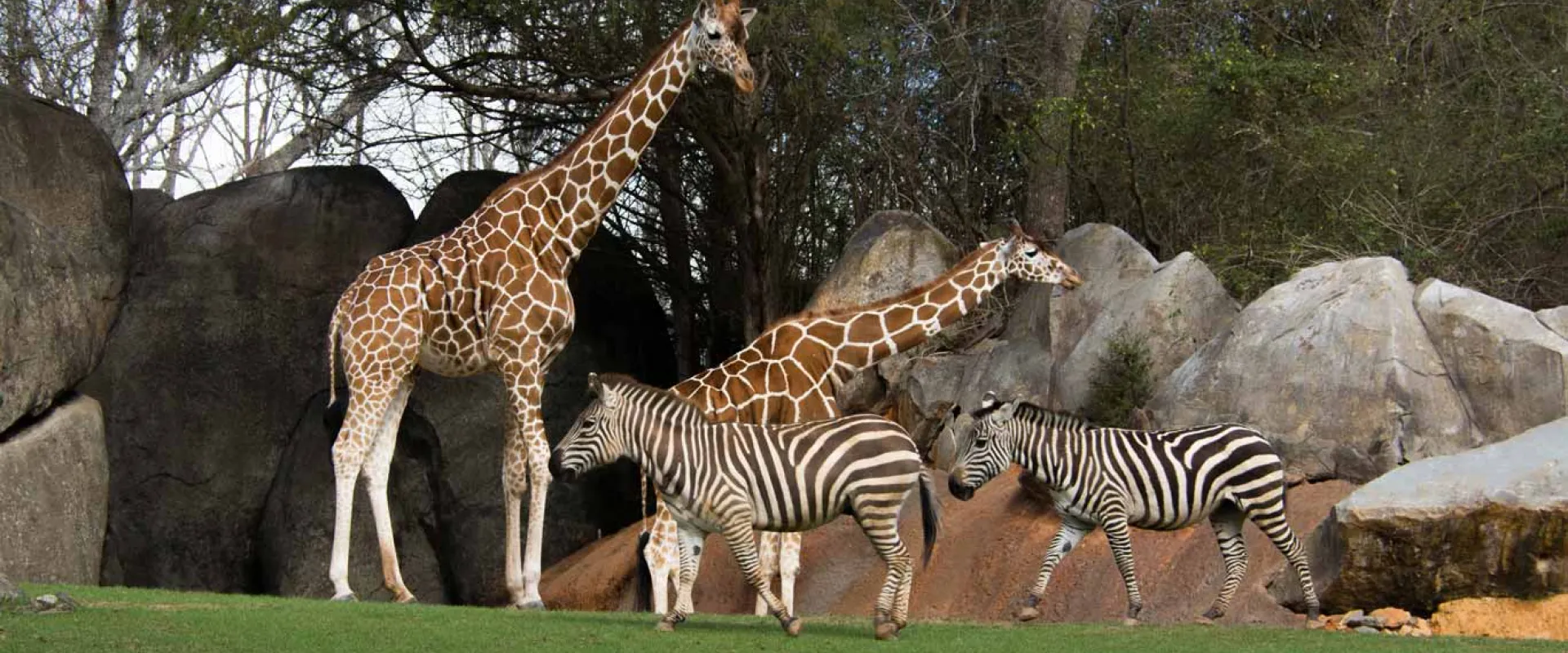 Two Giraffes with tan fur and a dark brown pattern, and two Zebras with their distinct black and white stripes, stand together in the middle of a large, open field with a wall of large boulders in the background.