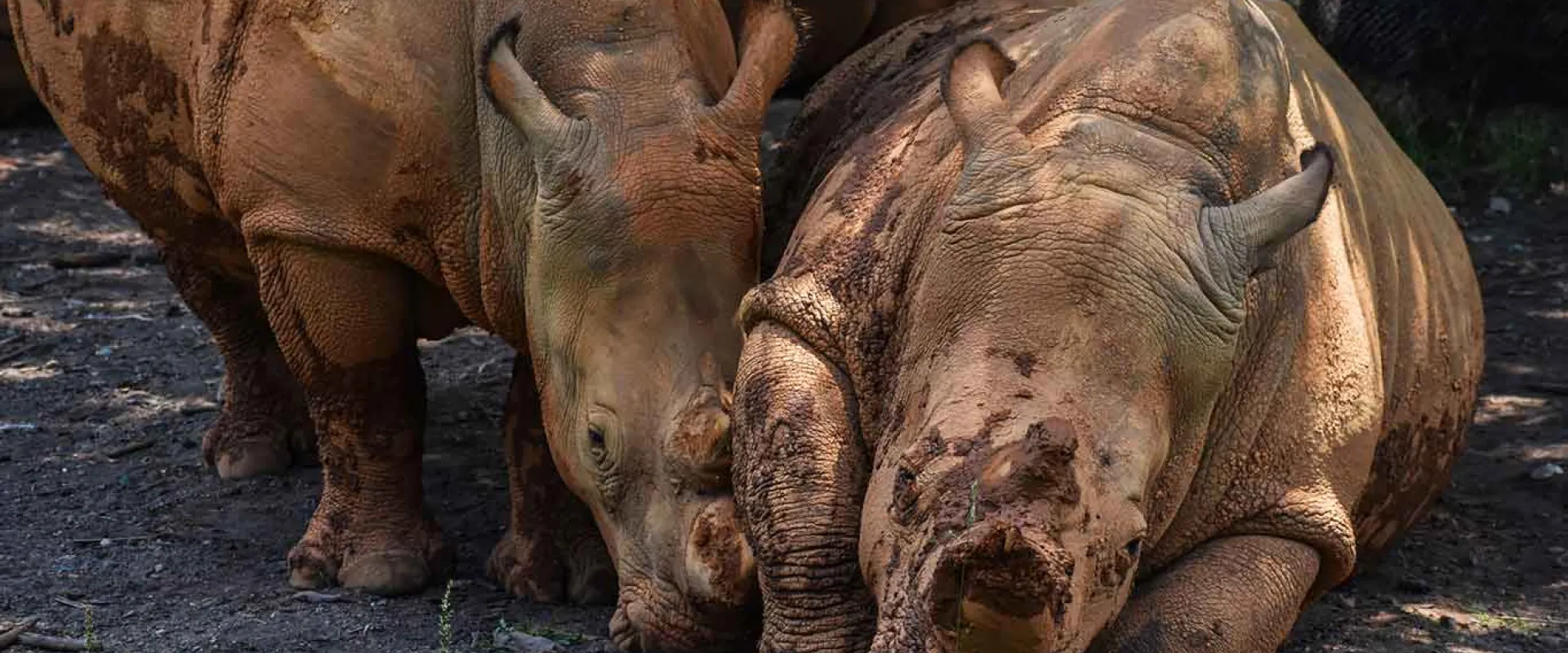 A muddy Rhinoceros lays in a patch of dirt in the shade as another Rhinoceros stands grazing next to it. A third Rhinoceros is partially visible in the background.