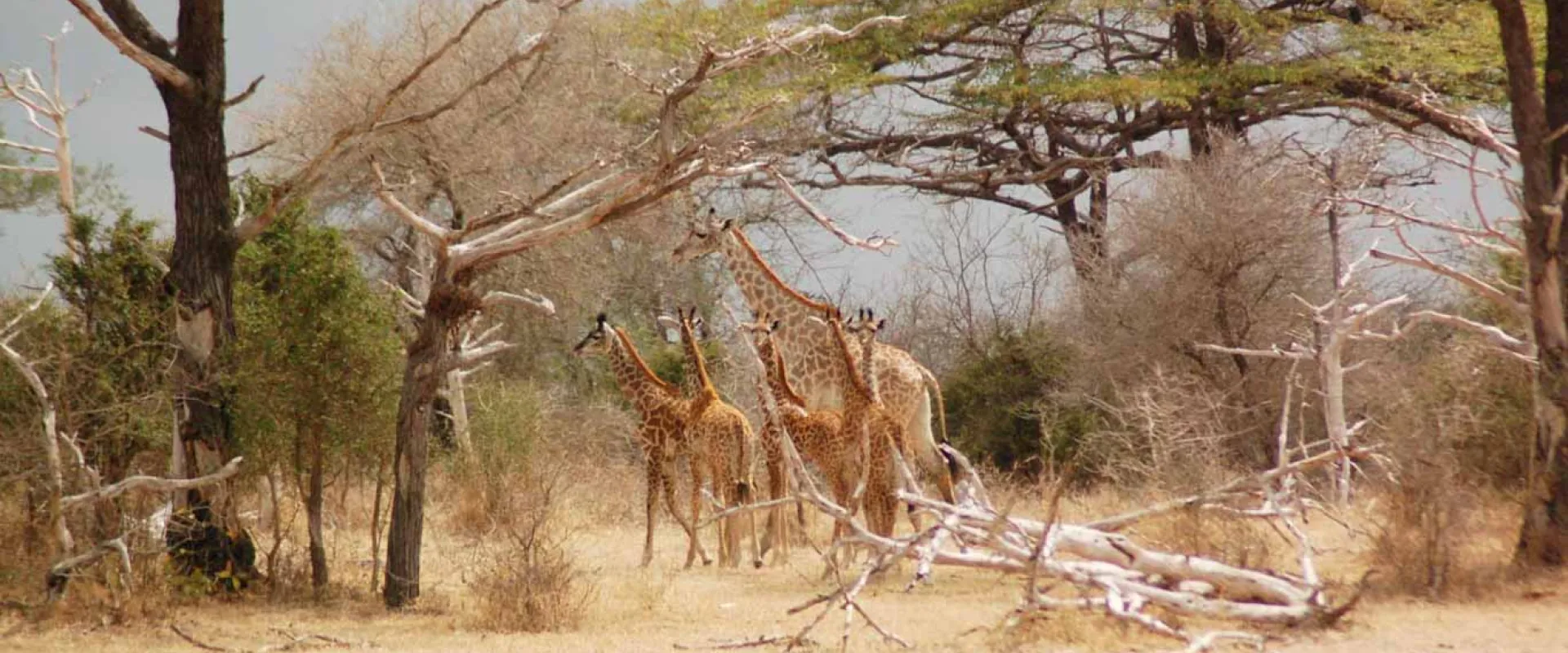 A panoramic view of three or four giraffes standing among sparse trees and dry brush in an open, arid savanna environment.