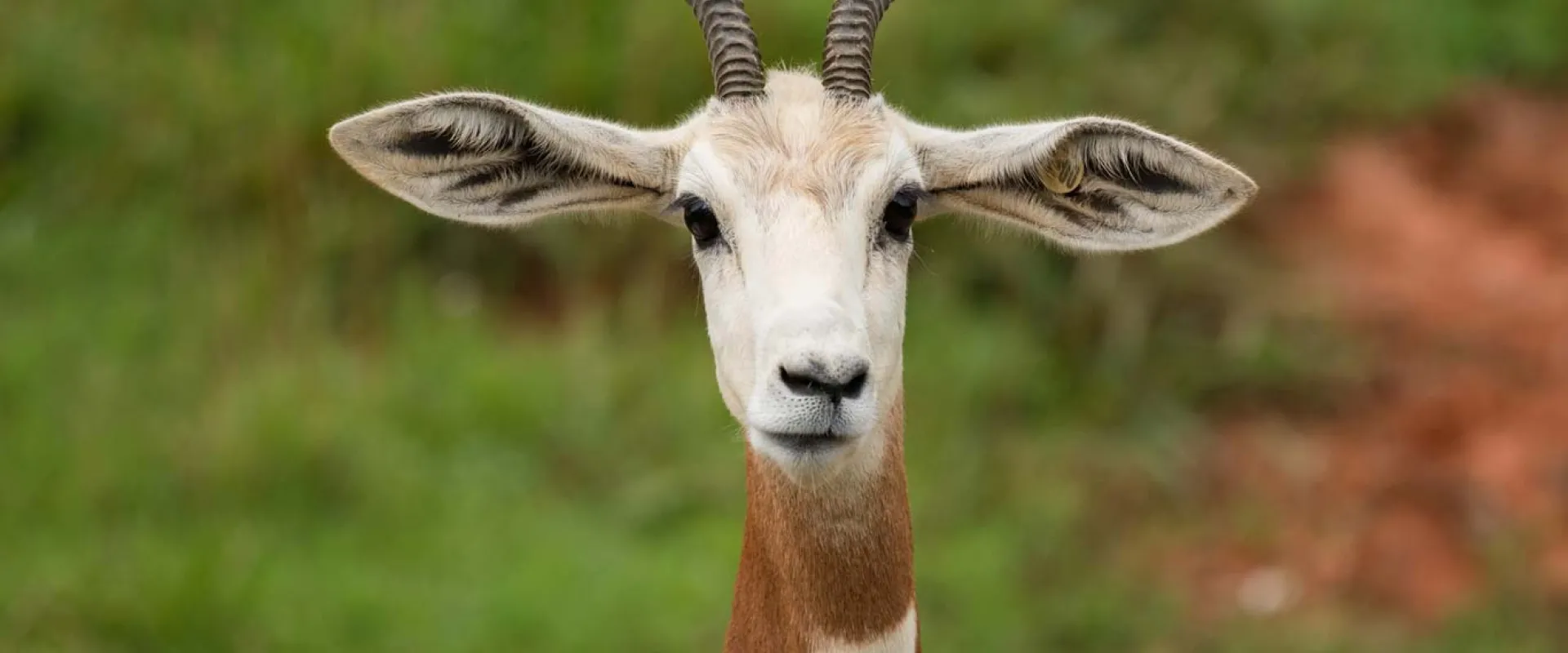An Addra Gazelle standing in an open, grassy field looking towards the viewer which showcases its white body, brown neck and shoulders and its long antlers that curve upwards.