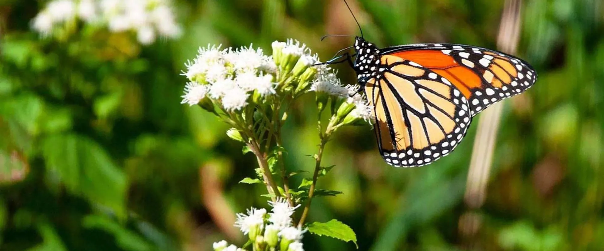 A vibrant orange and black butterfly on a small cluster of white and green buds with its wings tucked.
