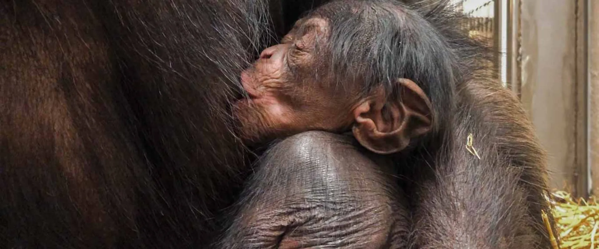 A newborn baby Chimpanzee lays, drinking milk from its mother, tucked gently in her arms with its eyes closed.