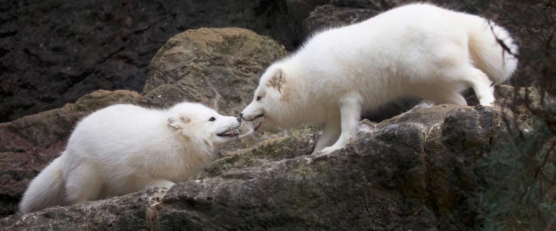 Two fluffy, white Arctic foxes stand facing off on a rocky ledge. They are both crouched low with their mouths open and teeth bared.