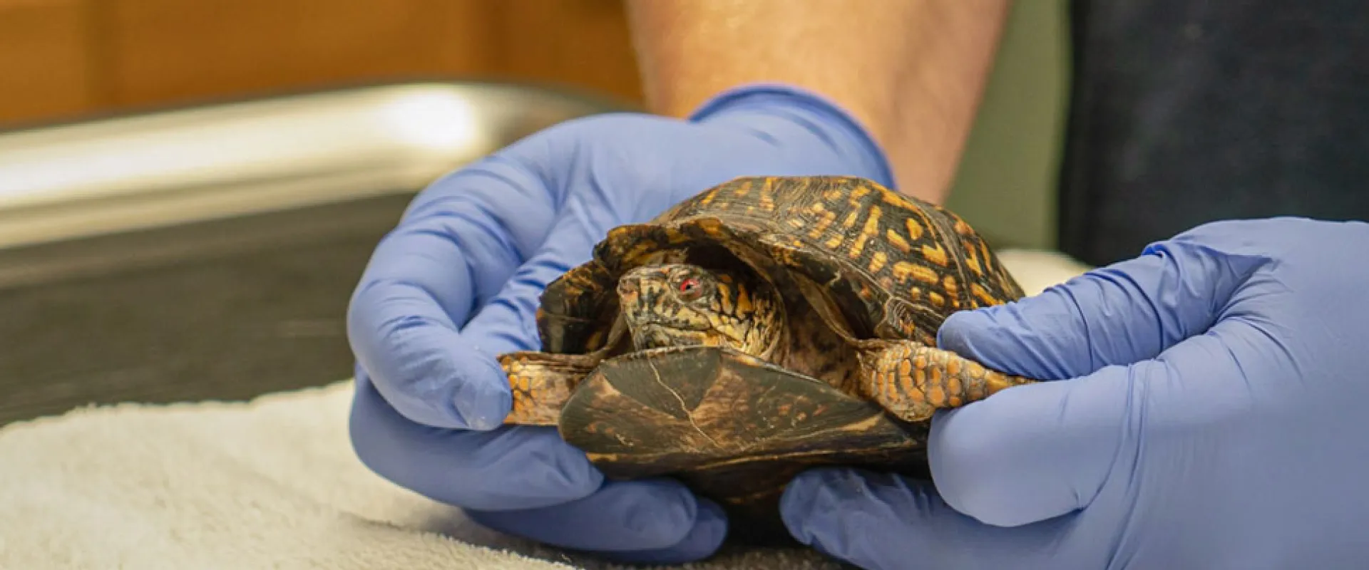 Vet tech wearing gloves while holding a small, brown box turtle with yellow markings on its shell, at the Vet hospital.