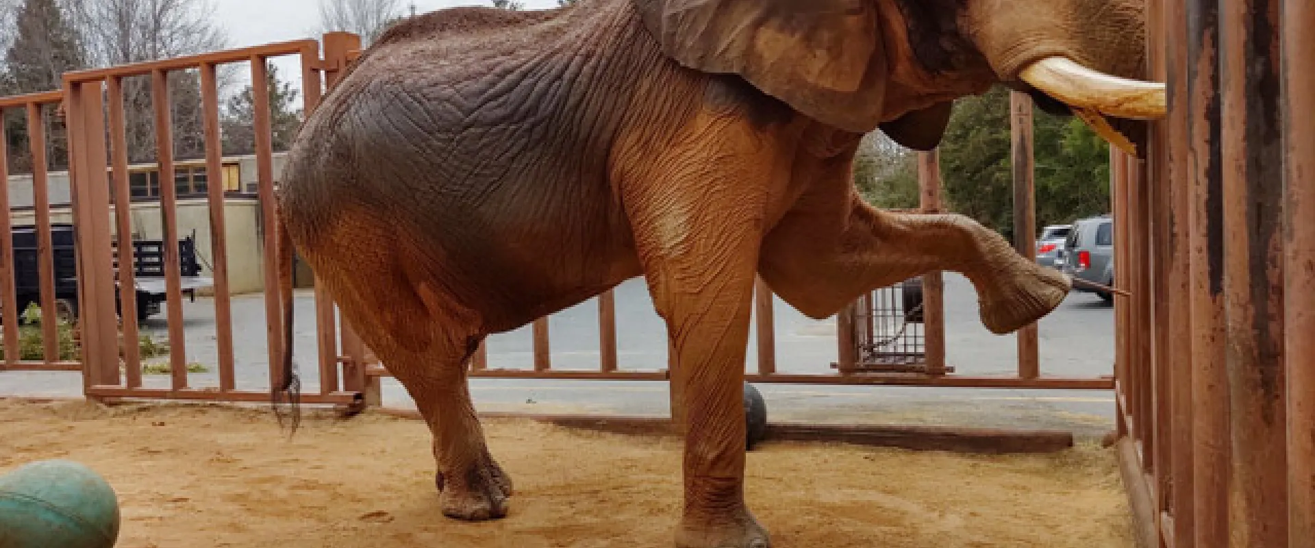 C'sar elephant yoga training left front forward