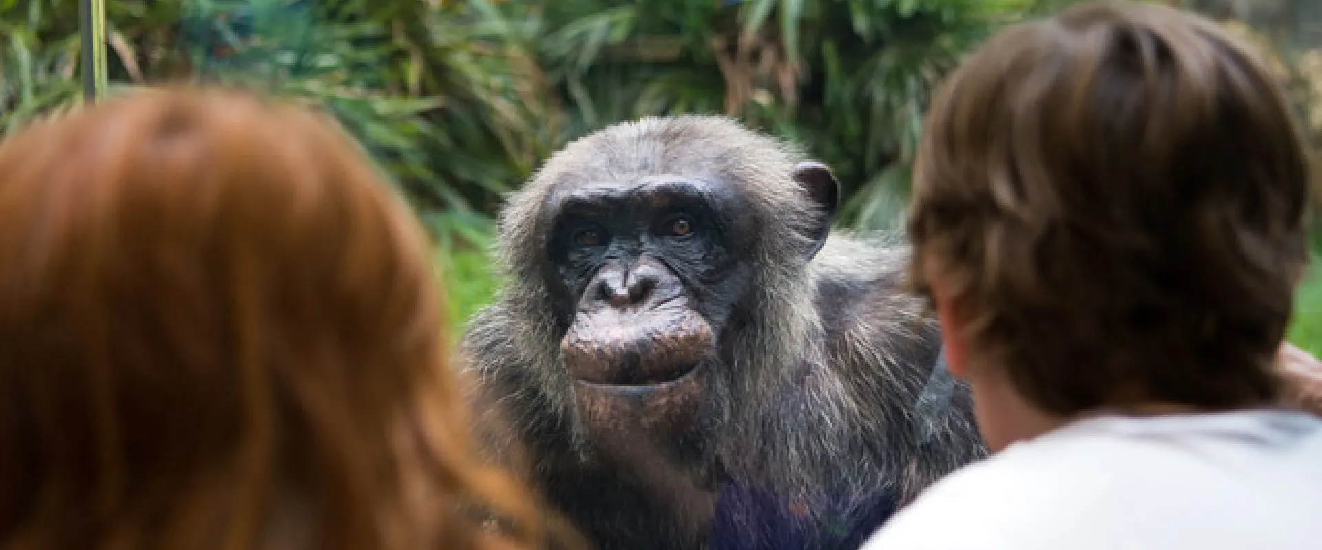 Guests at the chimp habitat