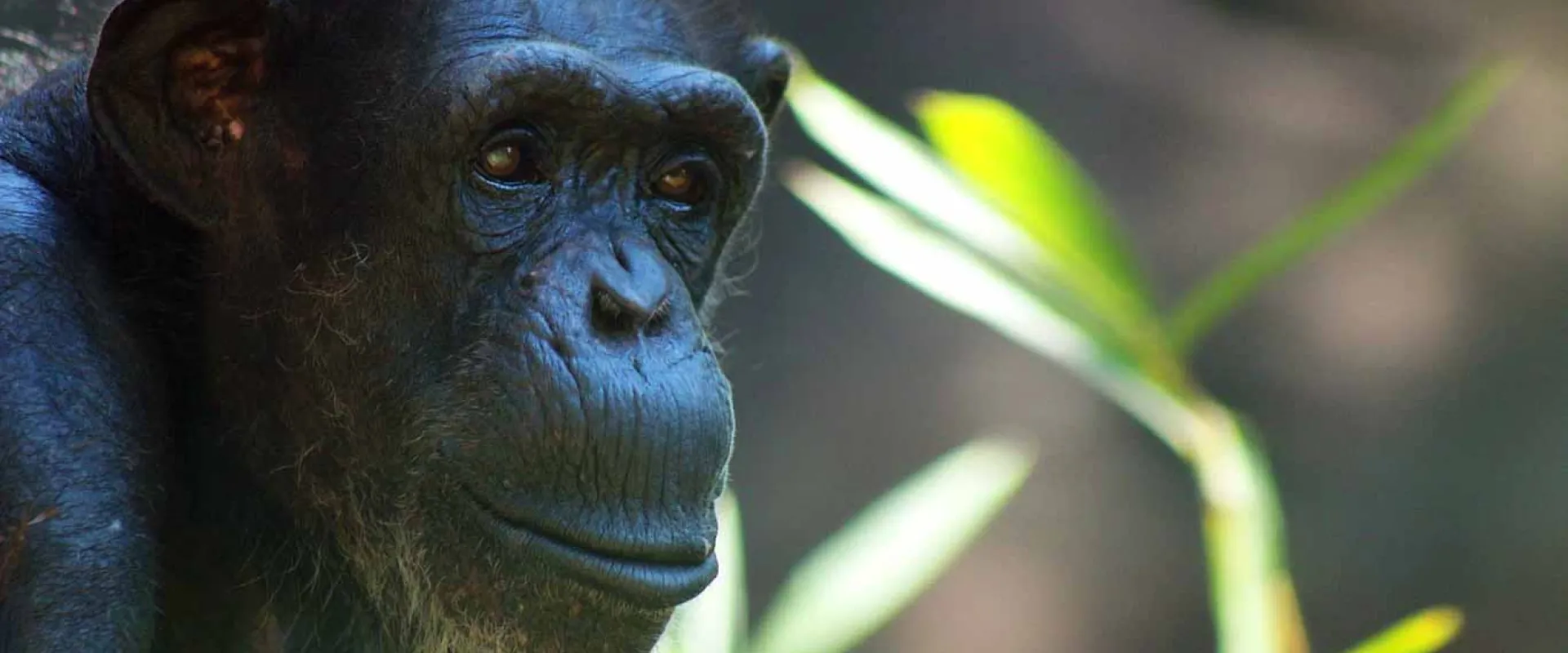 A Chimpanzee looking contemplatively towards the right side of the frame, sitting with some tall grasses visible in the background.