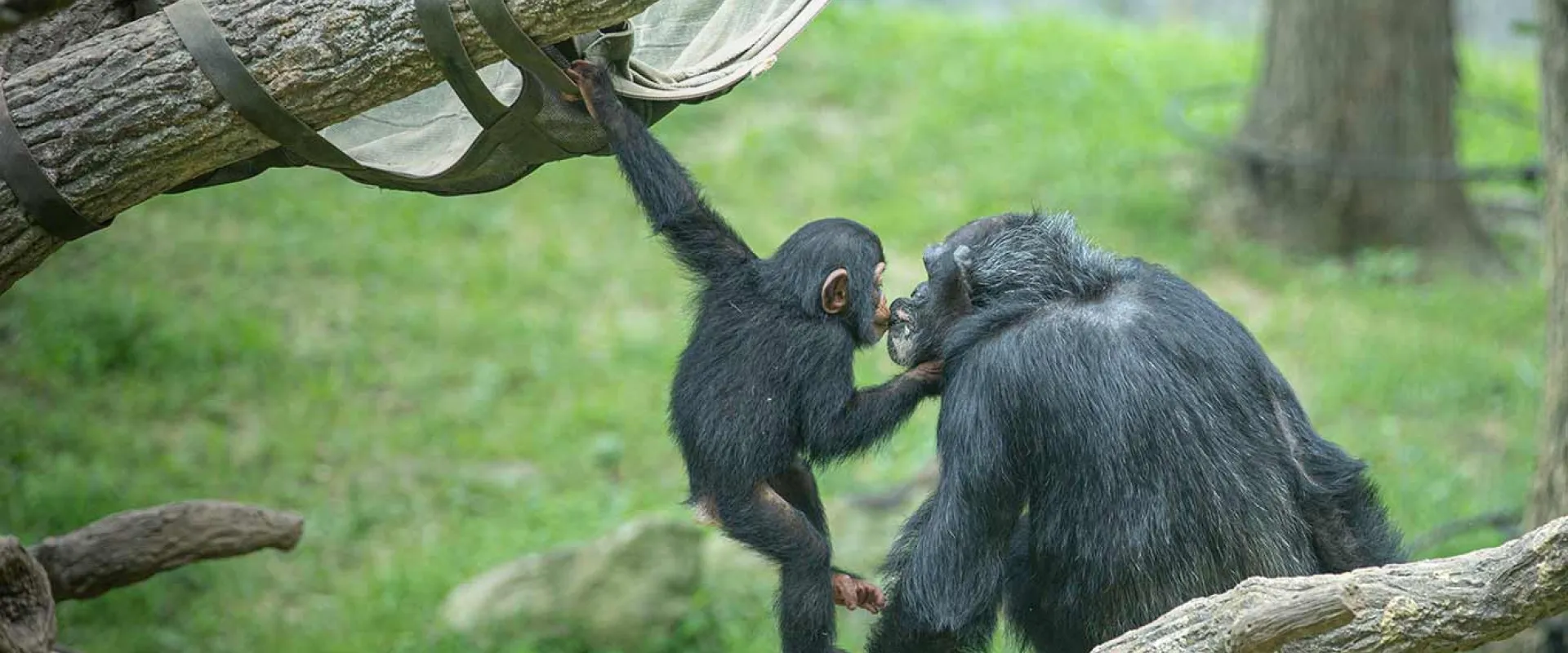 A tiny Baby Chimp swinging from a hammock on an elevated log with one arm  and kissing Mom Chimp who sits on a log   nearby on lips.