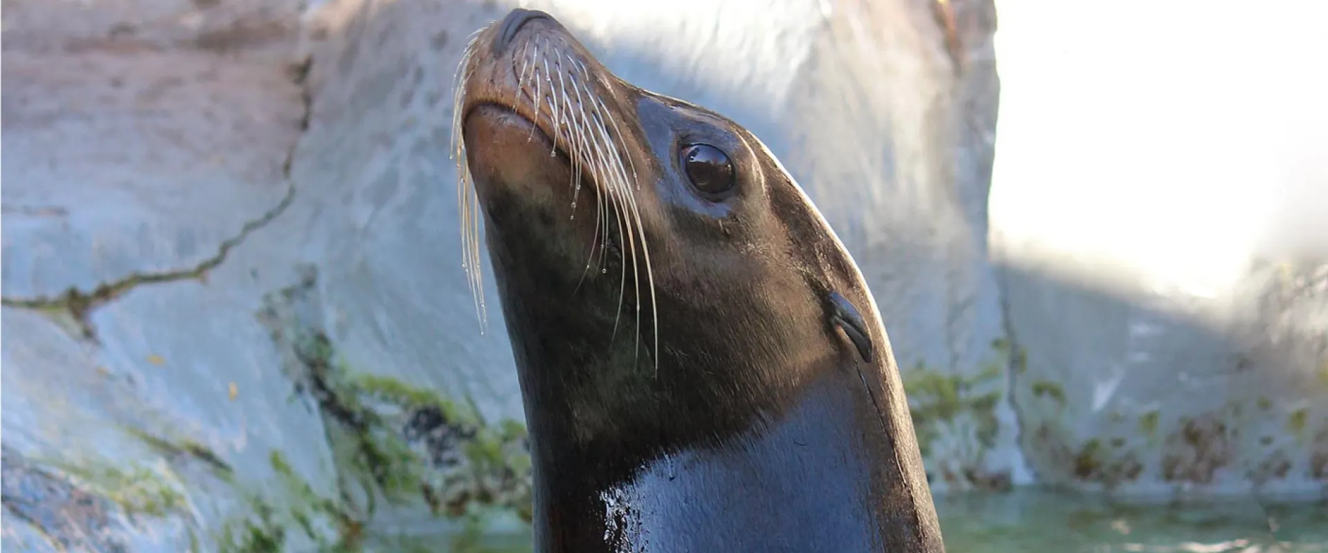 A  Sea Lion with its head and neck out of the water, looking upward and slightly to the left. The lighting is bright, highlighting the animal's dark, wet fur and long white whiskers. The background is blurred, showing a mix of water and rocky, grey-green enclosure walls.