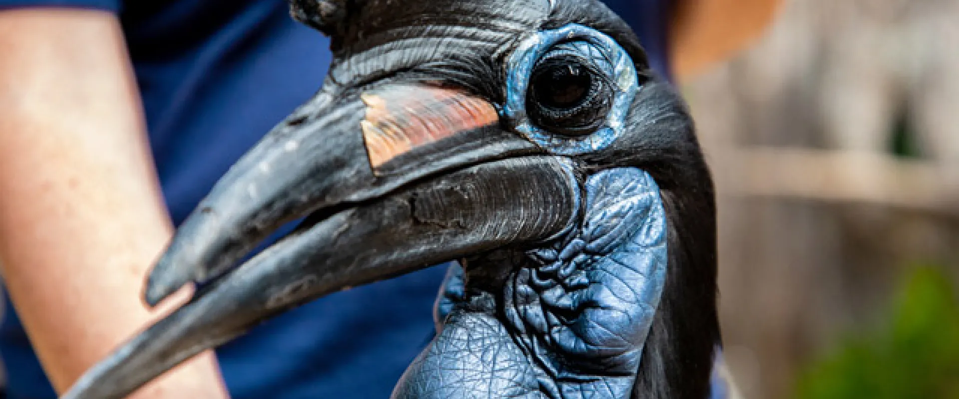 A black Ground Hornbill stands next to a person. The bird is looking to the left with its beak open. It has striking features, including a prominent blue inflatable-looking patch of skin (wattle) on its throat and face, a casque on its large beak, and a slightly ruffled appearance to its feathers. A small mound of dark dirt and green foliage is visible on the left.