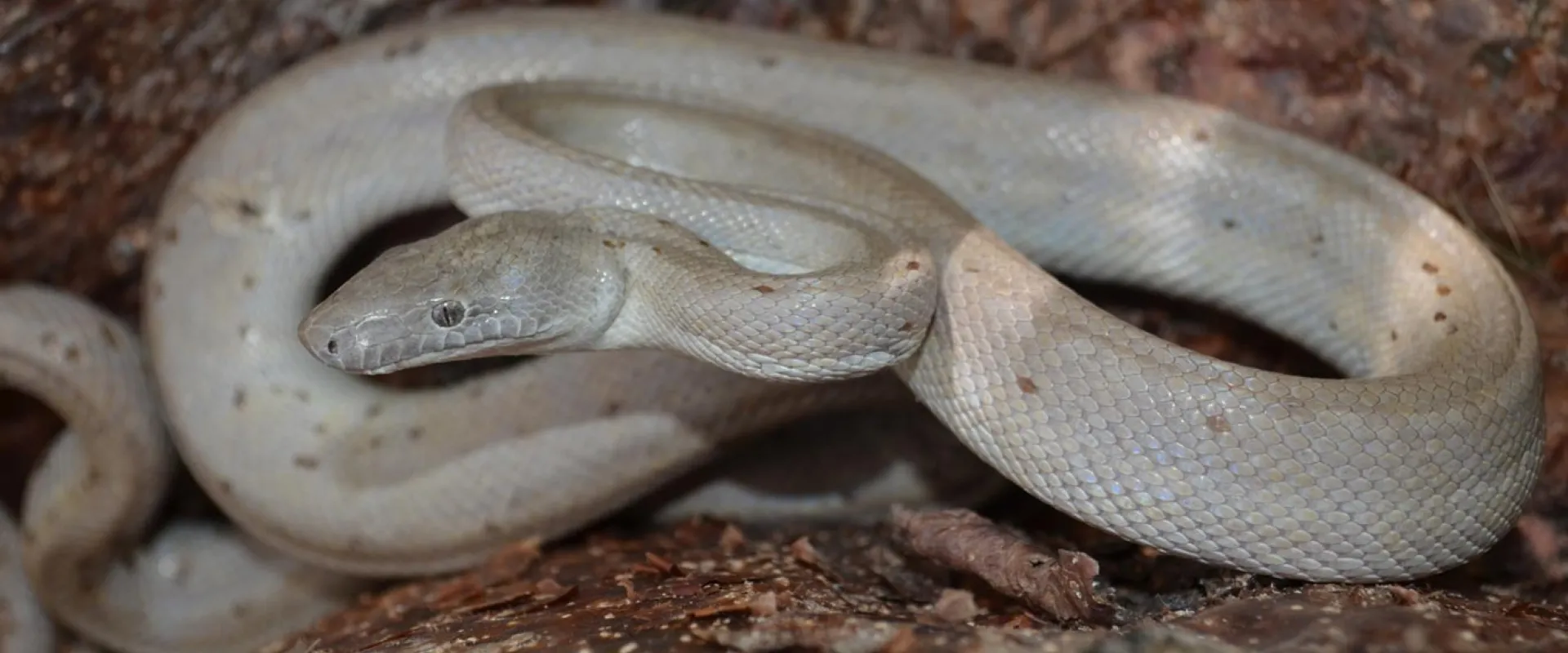 A light-colored snake, possibly a super hypo morph of a boa or python, is coiled on a bed of dark brown bark and wood chips. The snake's skin is a pale, off-white or light gray color with faint, small, scattered brown spots. Its head is raised slightly, and its body is gracefully curved and coiled.