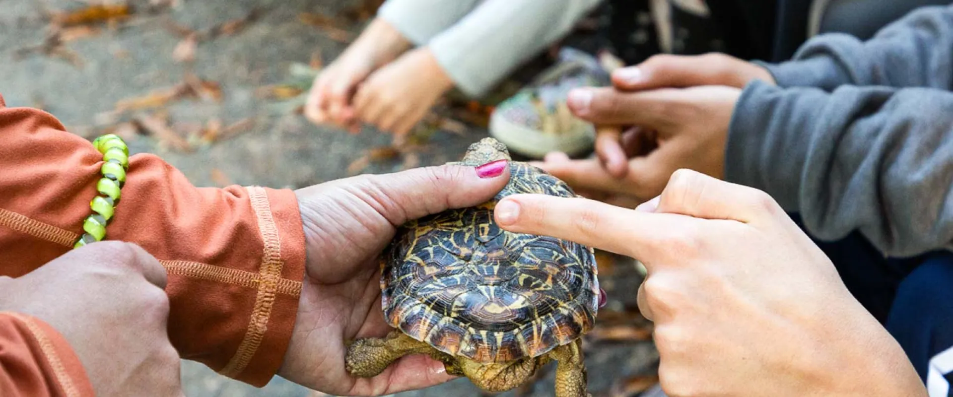 An educator holding a tortoise and allowing children to touch its back.