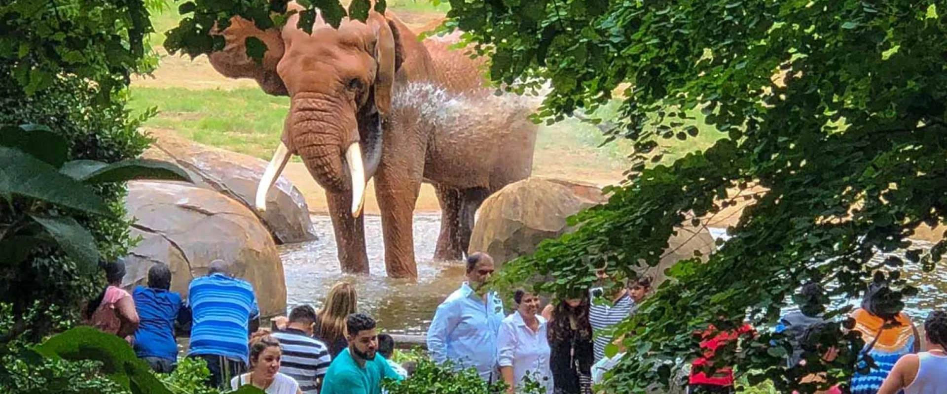 A large group of guests enjoy watching elephant C'sar splashing in the water with his trunk at North Carolina Zoo.
