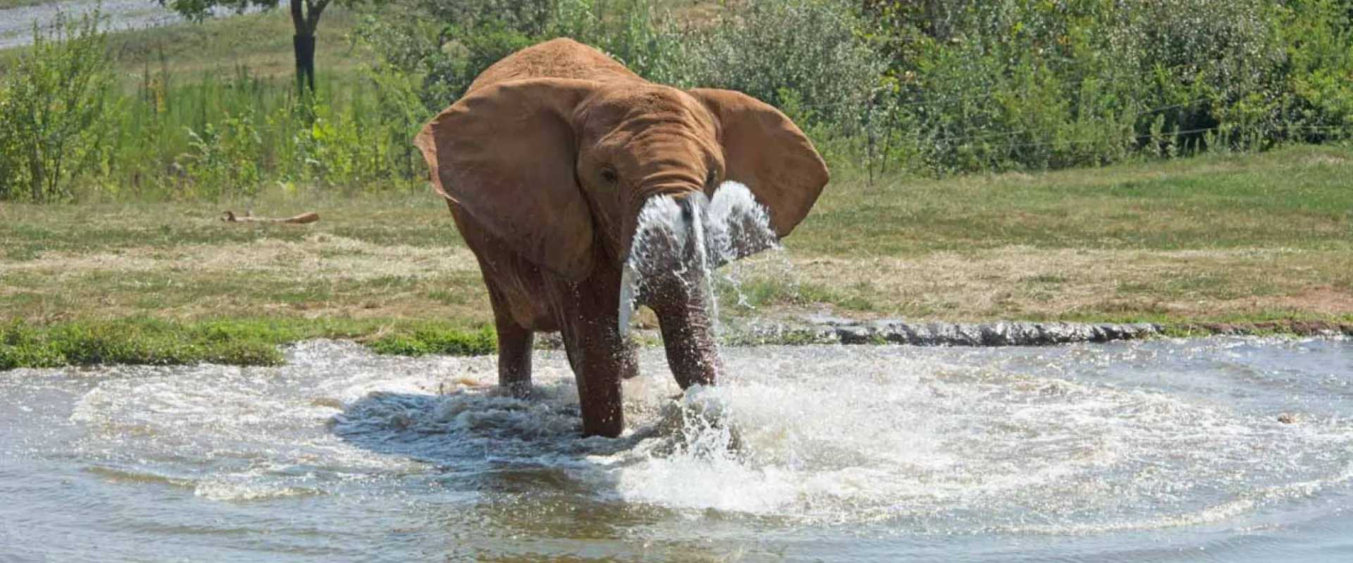 A large, brown Elephant standing in pool, using its trunk to splash water around. A line of tall grass and trees stands nearby in the background.
