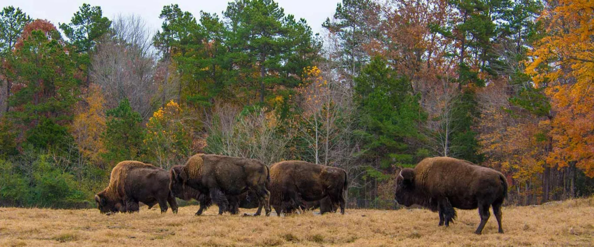 A group of dark brown Bison is grazing on a dry, golden field. The background features a forest with trees displaying the green, orange, and brown leaves of autumn.
