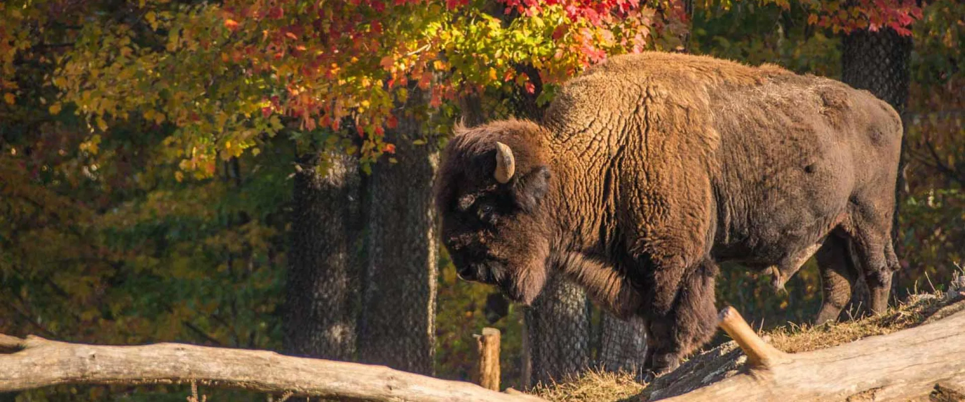 A large, shaggy American Bison stands on a slight incline behind a fallen log, set against a background of trees with vibrant fall foliage in shades of red, orange, and yellow.