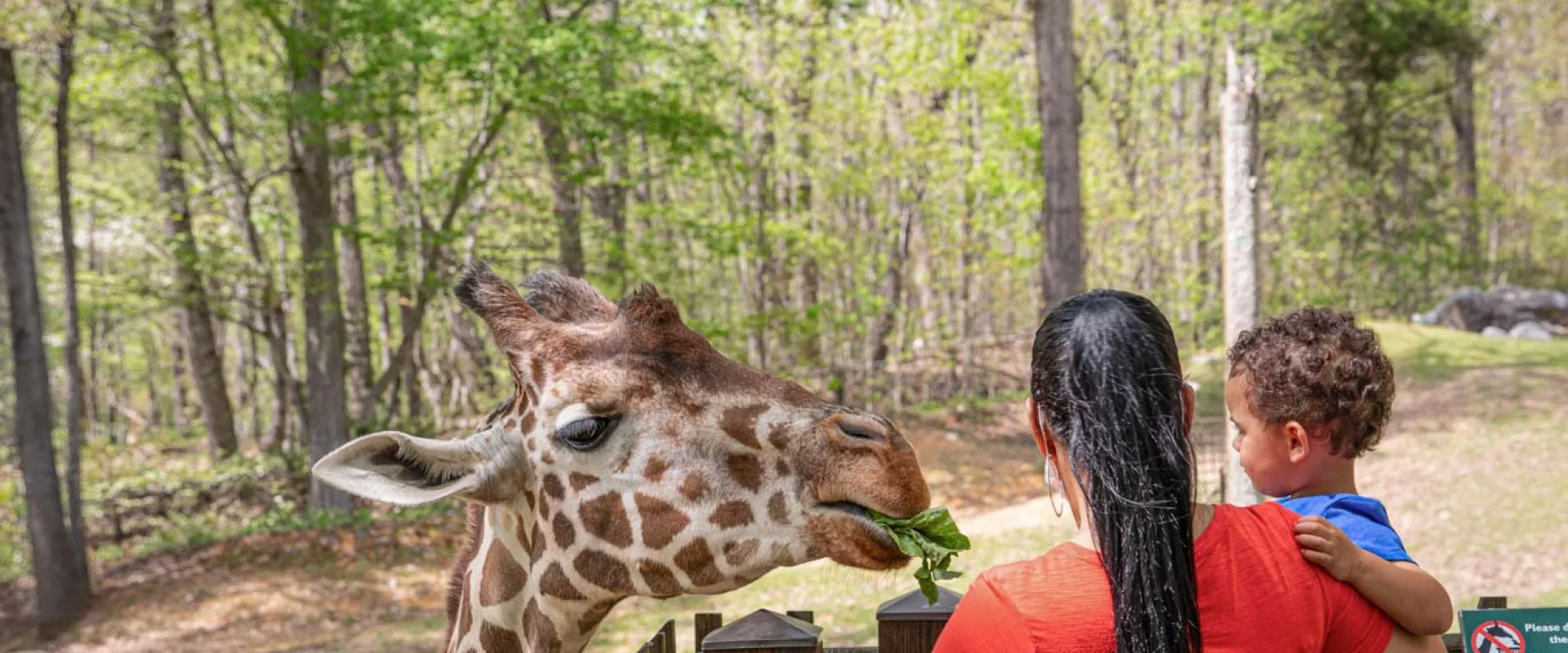 A woman with long dark hair, wearing a red shirt and seen from the back, holding a small child with curly hair on her hip, as they interact with a giraffe. The woman is holding a piece of green foliage which the giraffe is gently eating. The giraffe's spotted head and neck dominate the left side of the frame, and the scene takes place at a low wooden fence.