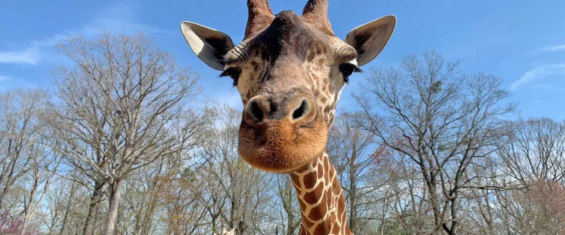 An up-close view of a giraffe's velvety face looking down at the viewer, its pointed ears and oscillis on full display. A canopy of trees and blue sky are visible in the background.