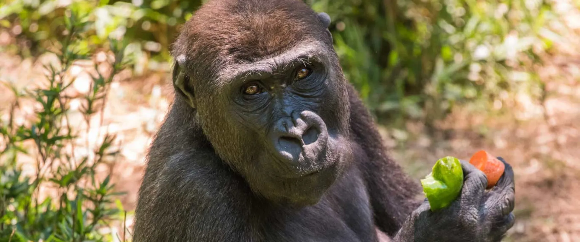 A Western Lowland Gorilla with dark fur looking directly toward the viewer while sitting and holding two pieces of fresh produce—a partially eaten green bell pepper and a chunk of orange carrot—in its left hand. The background is a bright, sunlit mix of brown dirt and green foliage.