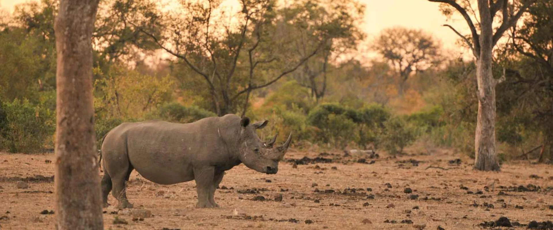 A Rhinoceros standing in a savanna at sunset, a large tree trunk visible in the foreground an d a line of sparse trees stand behind it.