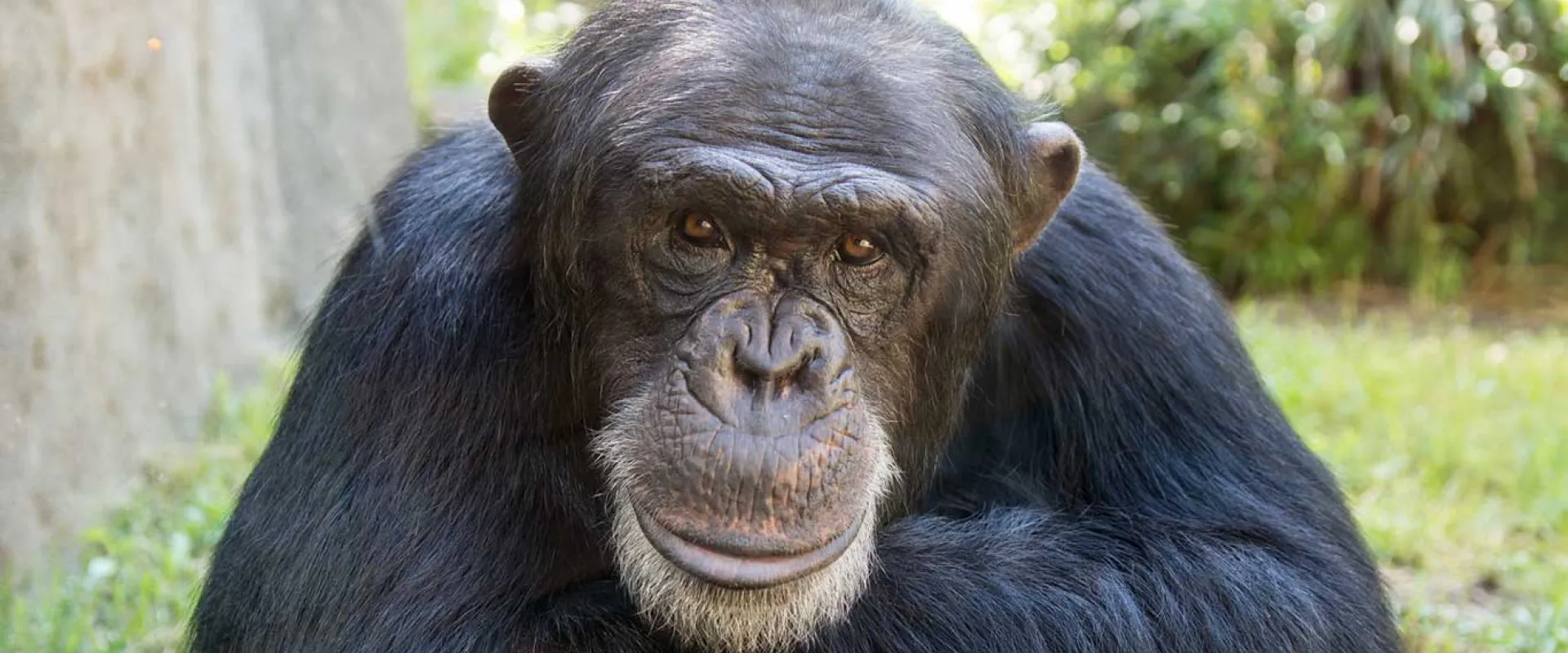A chimpanzee named Kendall sits on the ground, head tilted to the side as he stares directly into the camera, resting his chin on his crossed arms as he rests in a tranquil outdoor scene.