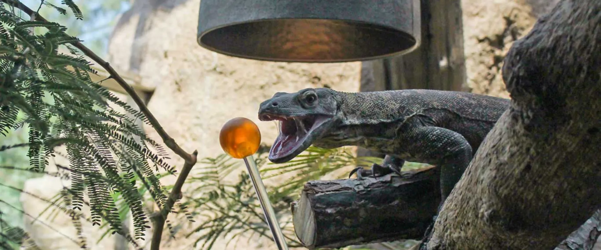 Komodo dragon target training up close with mouth open as it sits under a heat lamp on a log, surrounded by plants and rocks.