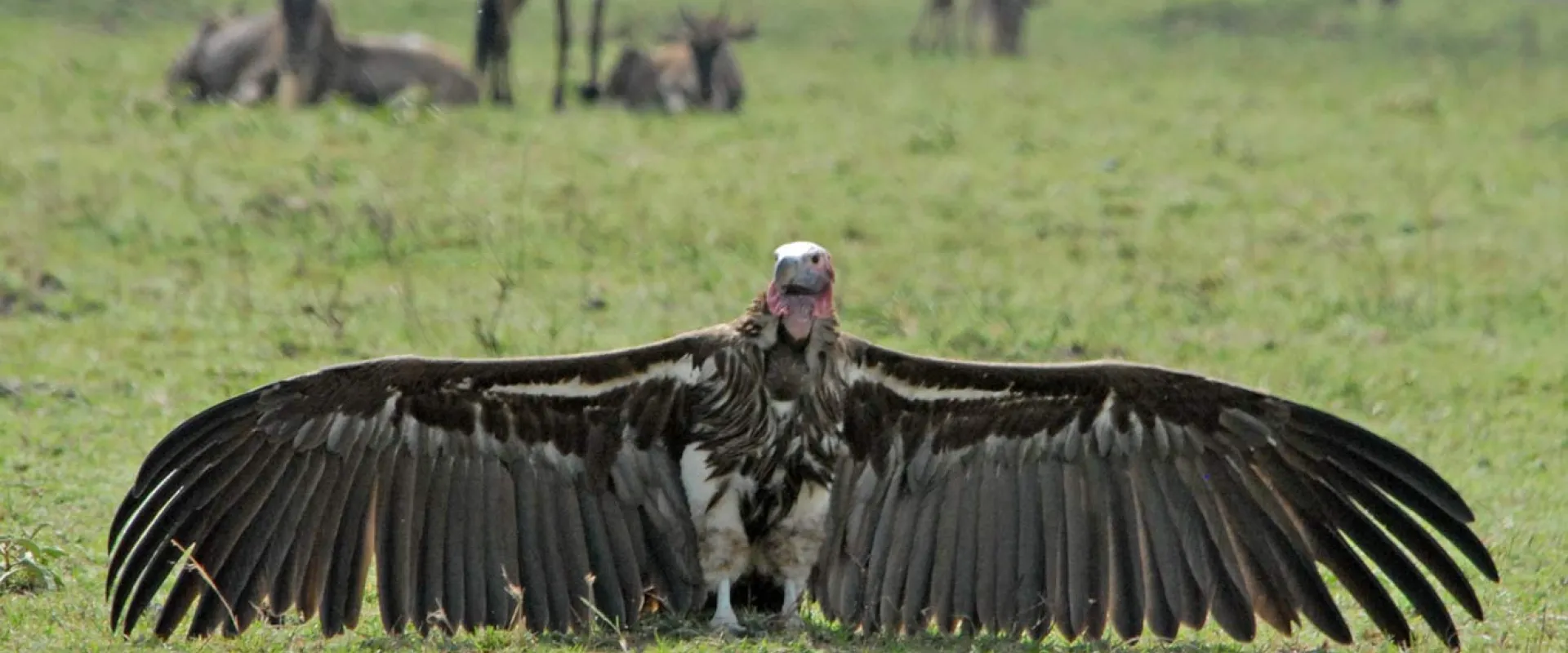 A Vulture, which is a bird of prey, is captured in flight low over a vast, dry savannah landscape. The ground is covered in brown and golden grasses, with a line of trees and a low mountain range visible in the distance under a blue sky with scattered white clouds.