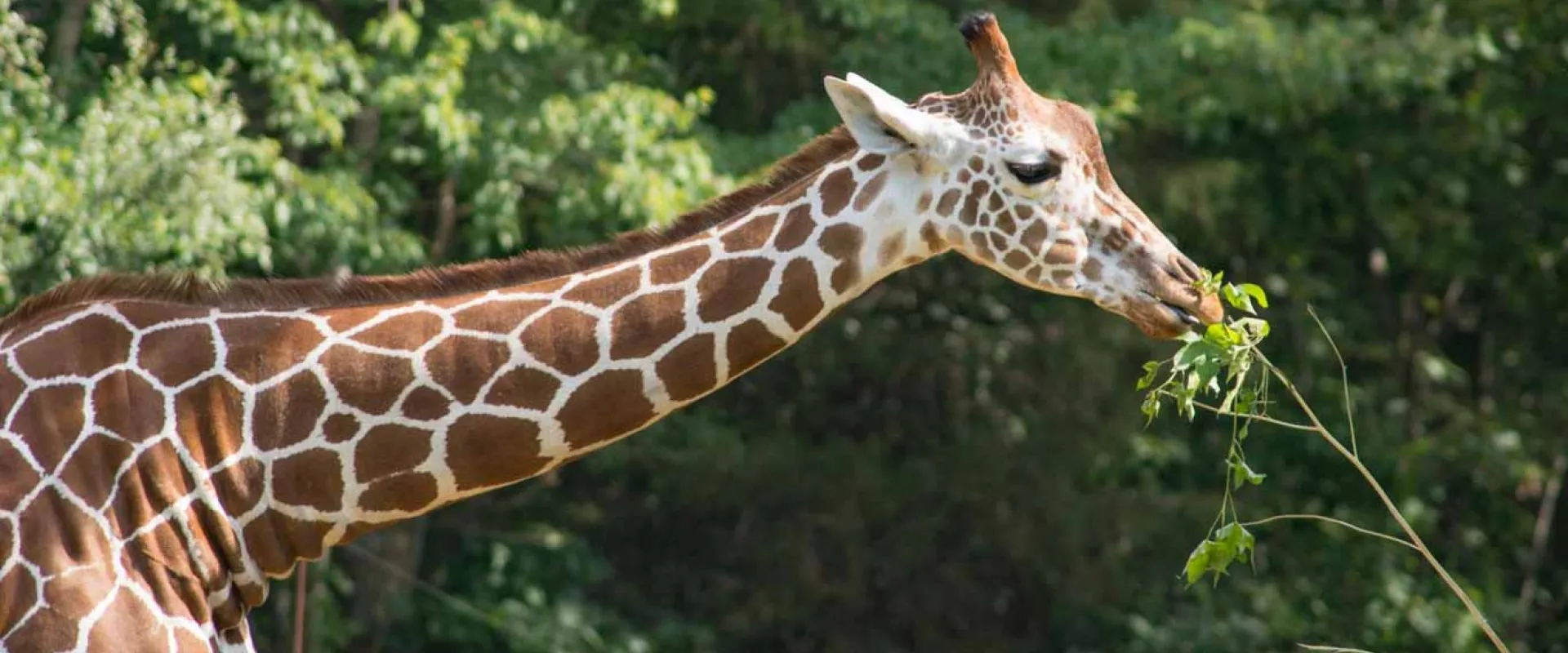Leia the Giraffe extends her long next to eat leaves from a lush tree branch.