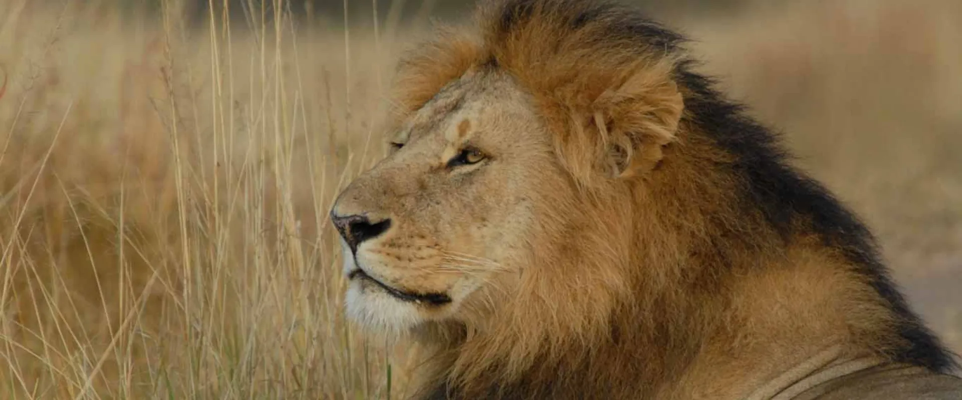  A large male lion with a full, dark mane is shown in a close-up, side profile. He is lying down in tall, dry grass, looking toward the left of the frame.