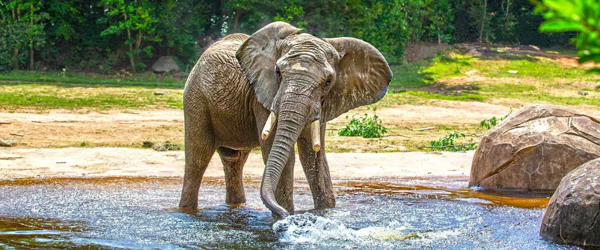 An elephant fanning its large ears out as it dips its long trunk into the lake its standing in. Huge boulders stand next to the elephant near the shore and dark, dense trees line the vast field that sits in the background.
