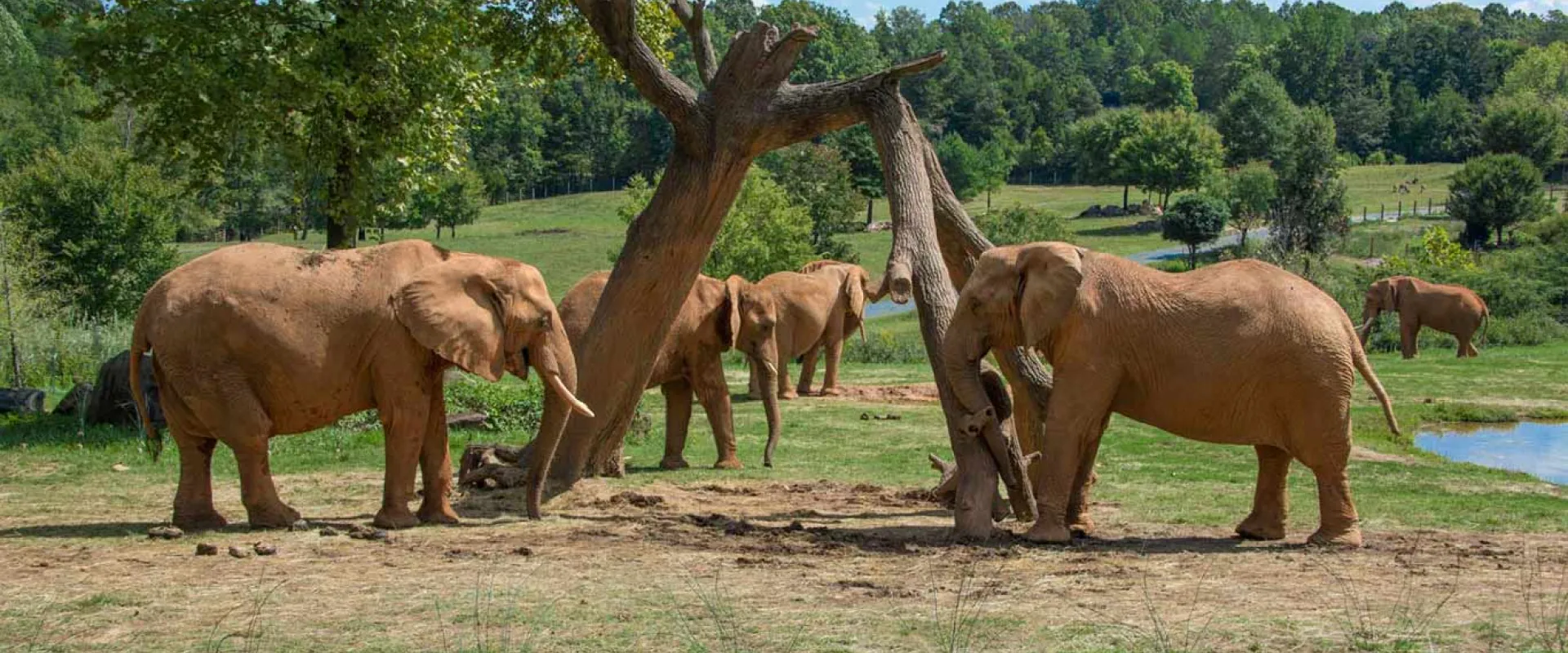 NC Zoo elephant herd