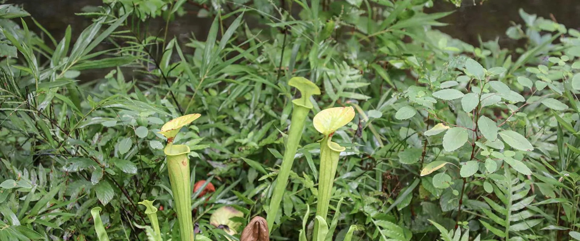 A close-up view of a group of Pitcher Plants growing among dense green foliage. The pitcher plants have tall, light-green, tubular leaves that open at the top, with a yellowish-green, hood-like lid. The plants are in a lush, natural setting with dark water visible in the upper right background.
