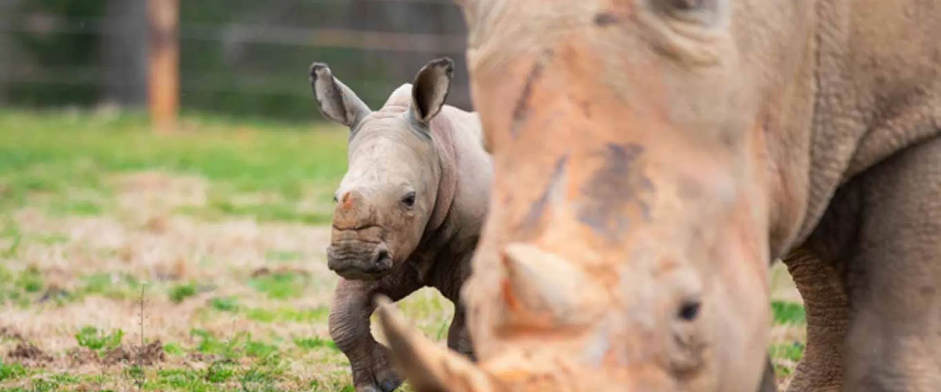 A baby rhinoceros, with its ears perked up, walks behind its mother. The calf is in focus, while the mother's head and horn are blurred in the foreground. They are in a grassy enclosure with a fence and trees in the background.