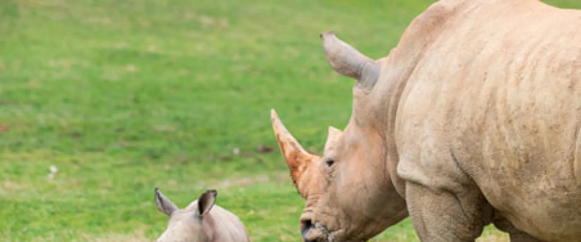 A Rhinoceros with muddy skin, long flat ears and sharp horn, stands grazing in a vast field with trees in the background. Next to it, a baby Rhinoceros is standing and staring off to the left.