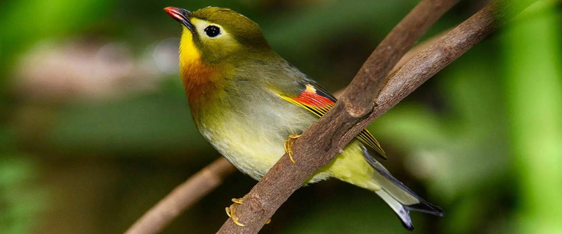 Pekin robin adult