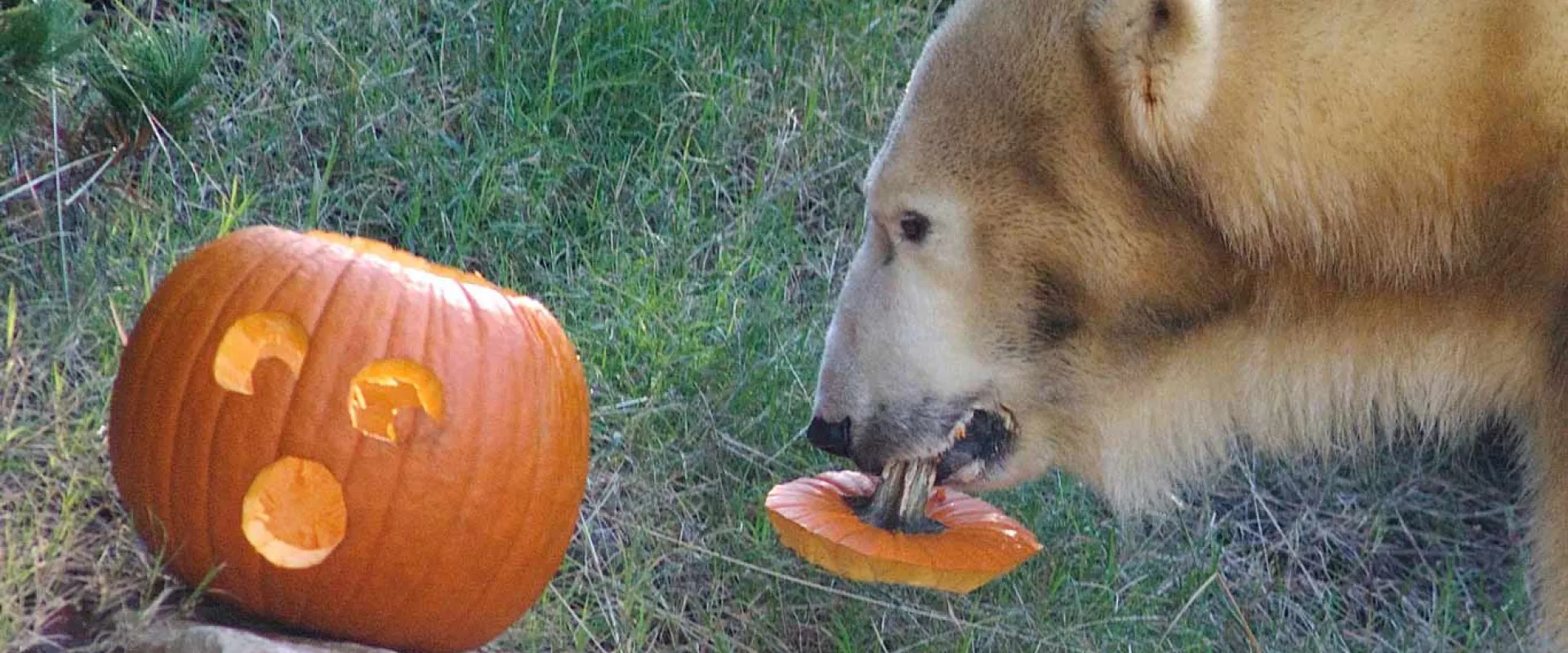 A pumpkin with a surprised face sits on top of a rock. A large Polar Bear stands beside it with the stem and top of the pumpkin hanging from its mouth.