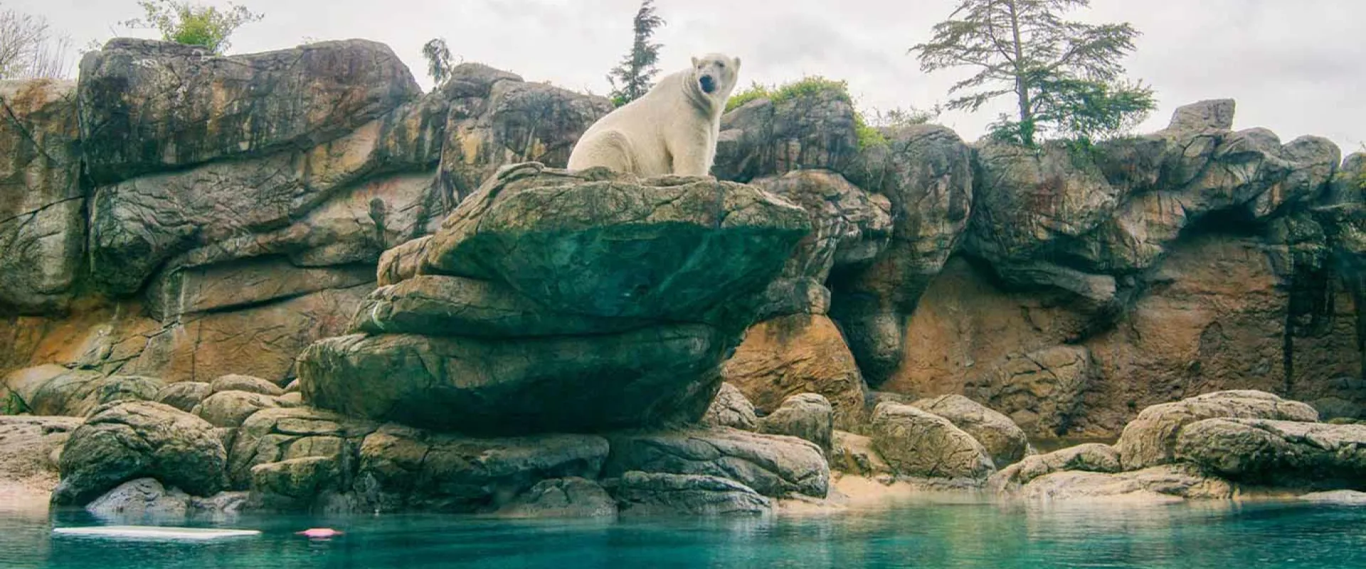 Polar bear