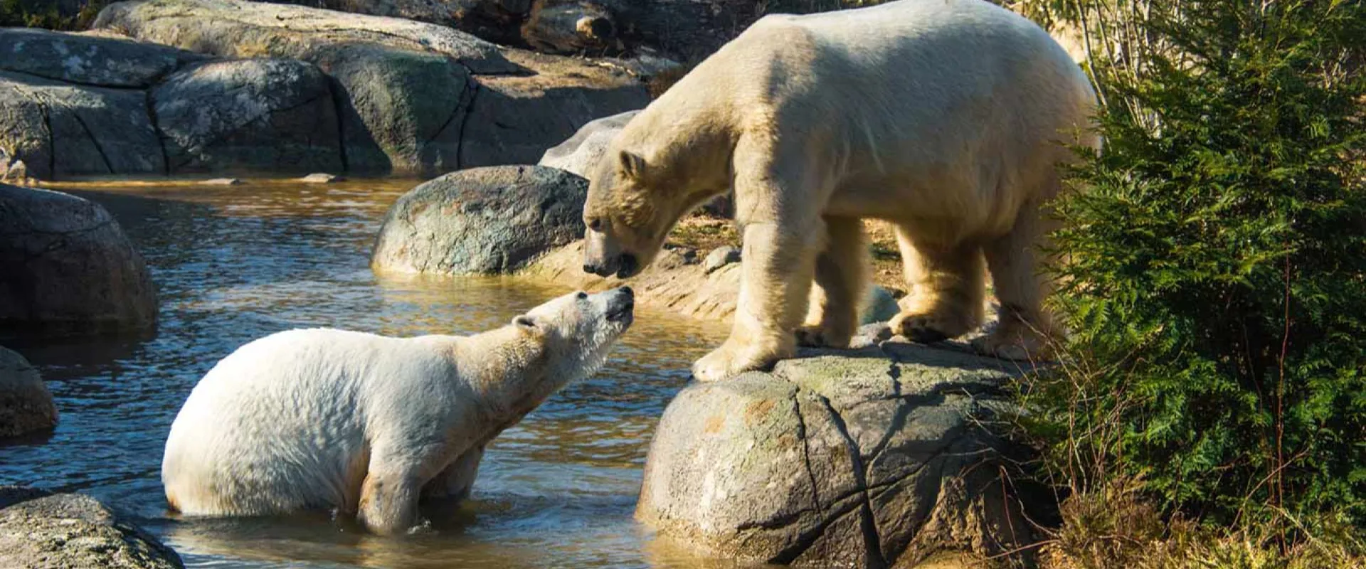 Polar bears in the tundra habitat