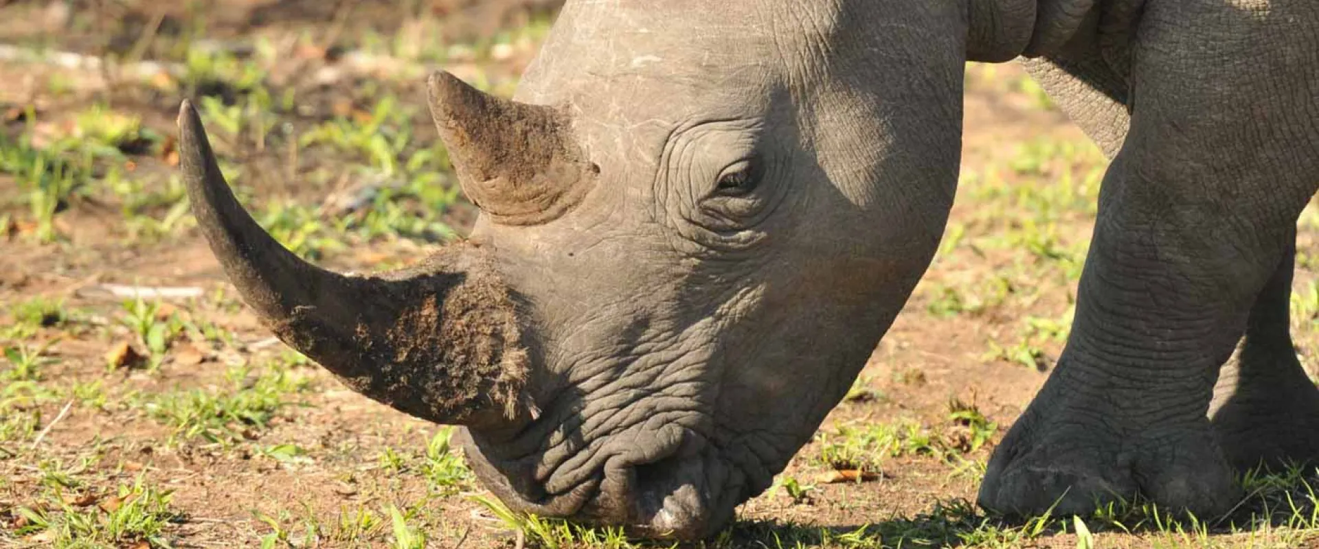 Closeup of Rhino head