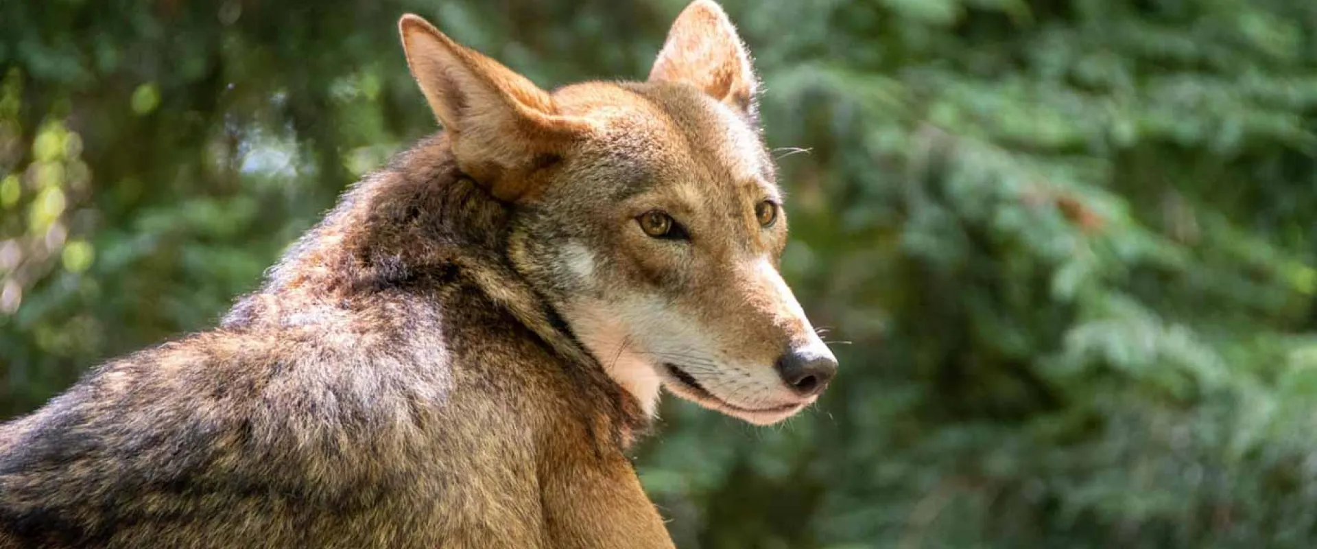 A Red Wolf with a mix of brown and gray, fur stands in a forested landscape, looking alertly to its right. The animal has pointed ears and a bushy tail, and  lush trees are visible in the background.
