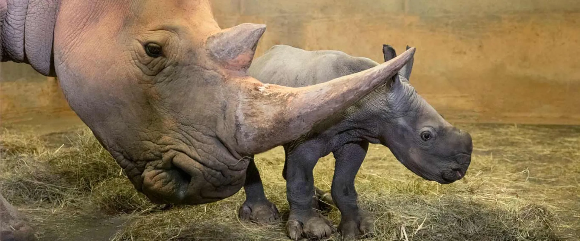 North Carolina Zoo and First Lady Kristin Cooper Announce Baby
