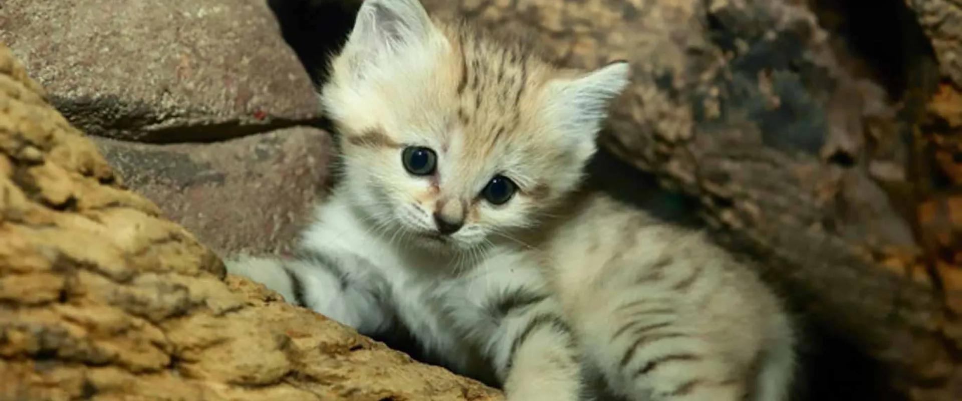 A close-up of an adorable, very young Sand Cat kitten with sandy-striped fur, large dark eyes, and oversized ears, nestled among thick pieces of wood.
