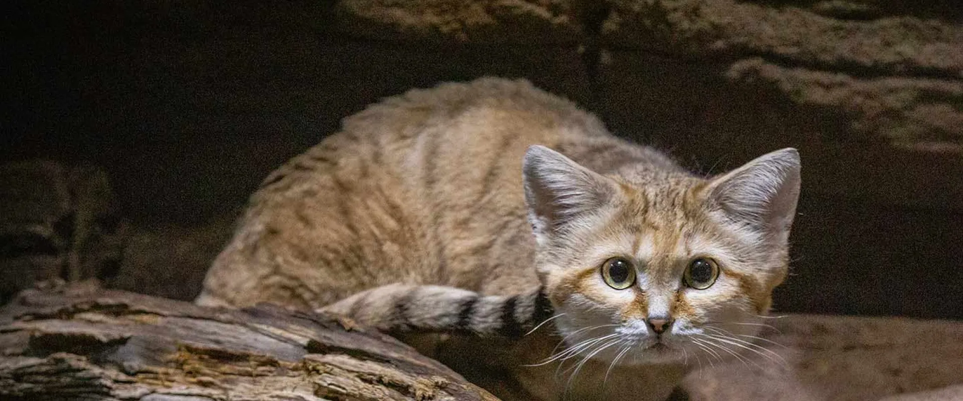 A sand cat with large eyes and a striped coat crouches on a log, looking directly at the camera.