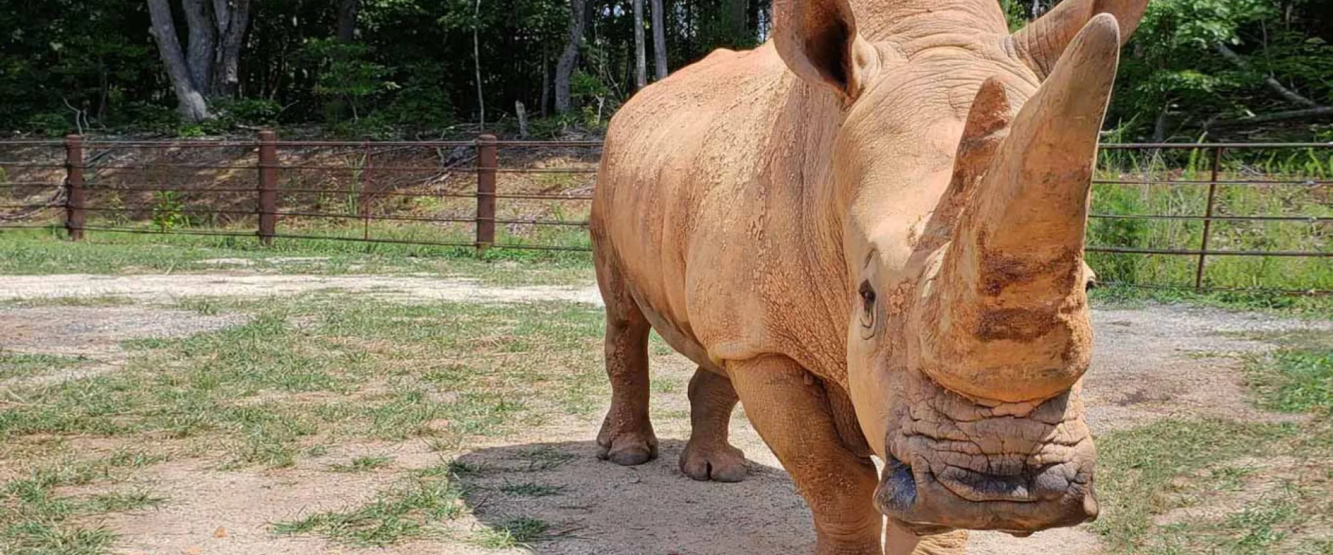 A dominant shot of a rhinoceros looking directly at the viewer, emphasizing its massive size and the rough texture of its horn and wrinkled snout. The animal is in an exhibit with dry ground, patchy grass, and a wooden fence.
