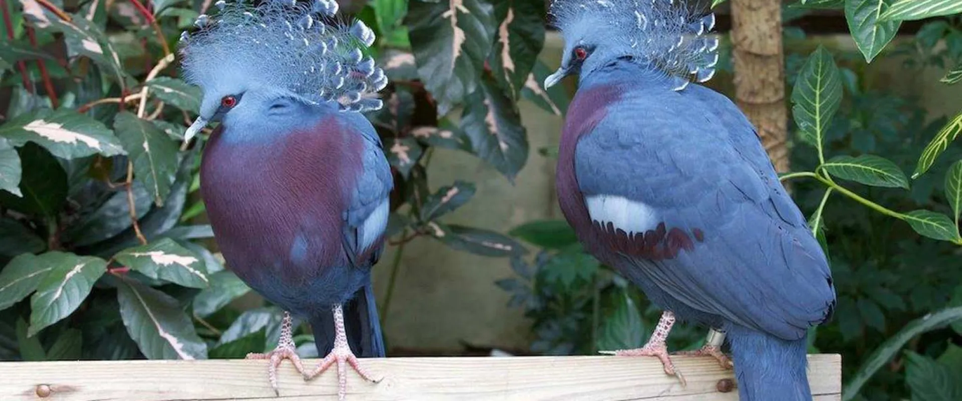  Two Victoria Crowned Pigeons standing side-by-side on a wooden beam. The birds are distinguished by their striking powder-blue plumage, maroon chests, and elaborate, lacy blue crests on their heads. They are set against a blurred background of green foliage.