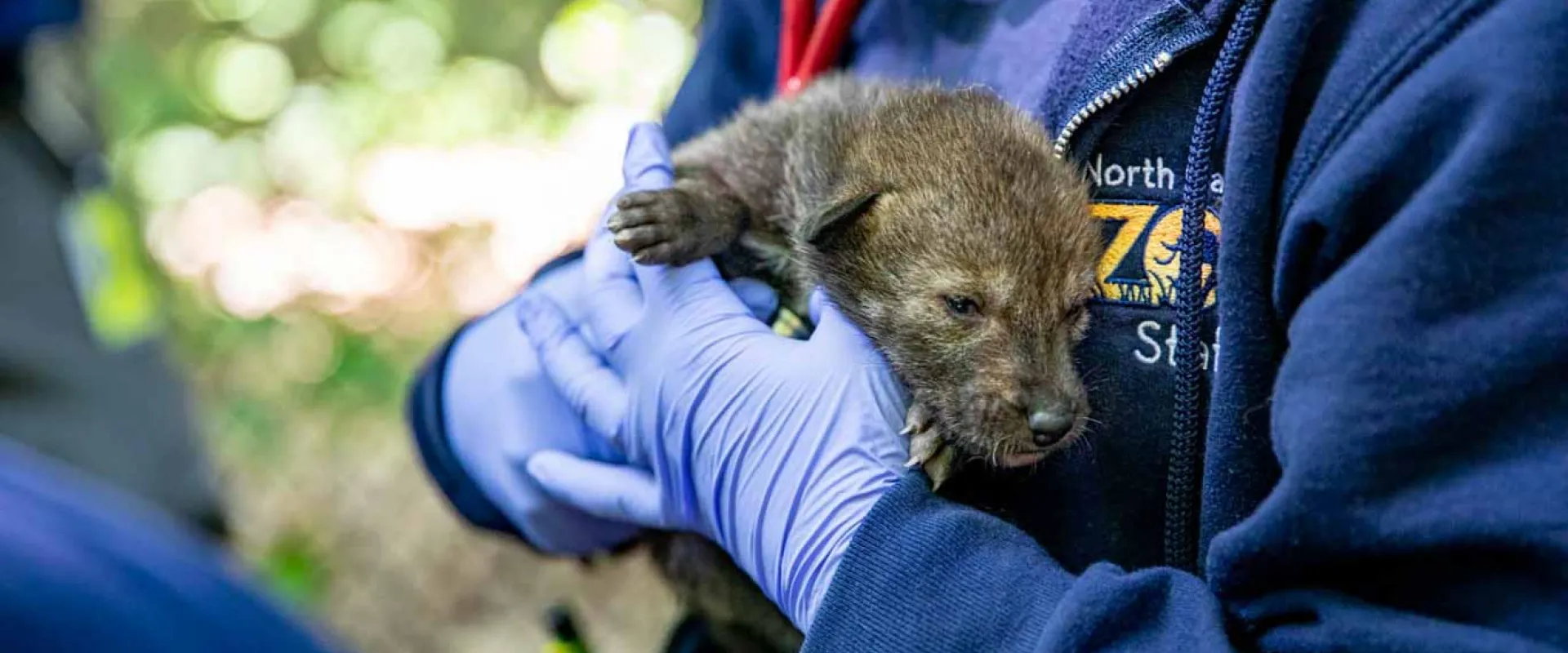 new 2021 red wolf pup