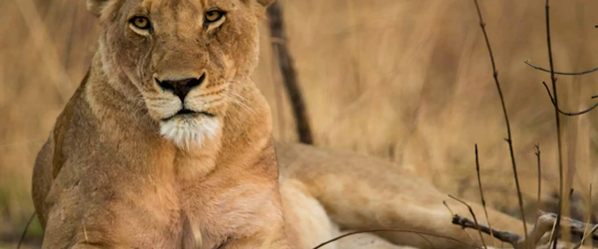 A lioness resting peacefully in a field of tall grass with her paw stretched out. Tall grass and some brush and limbs are visible in the background.