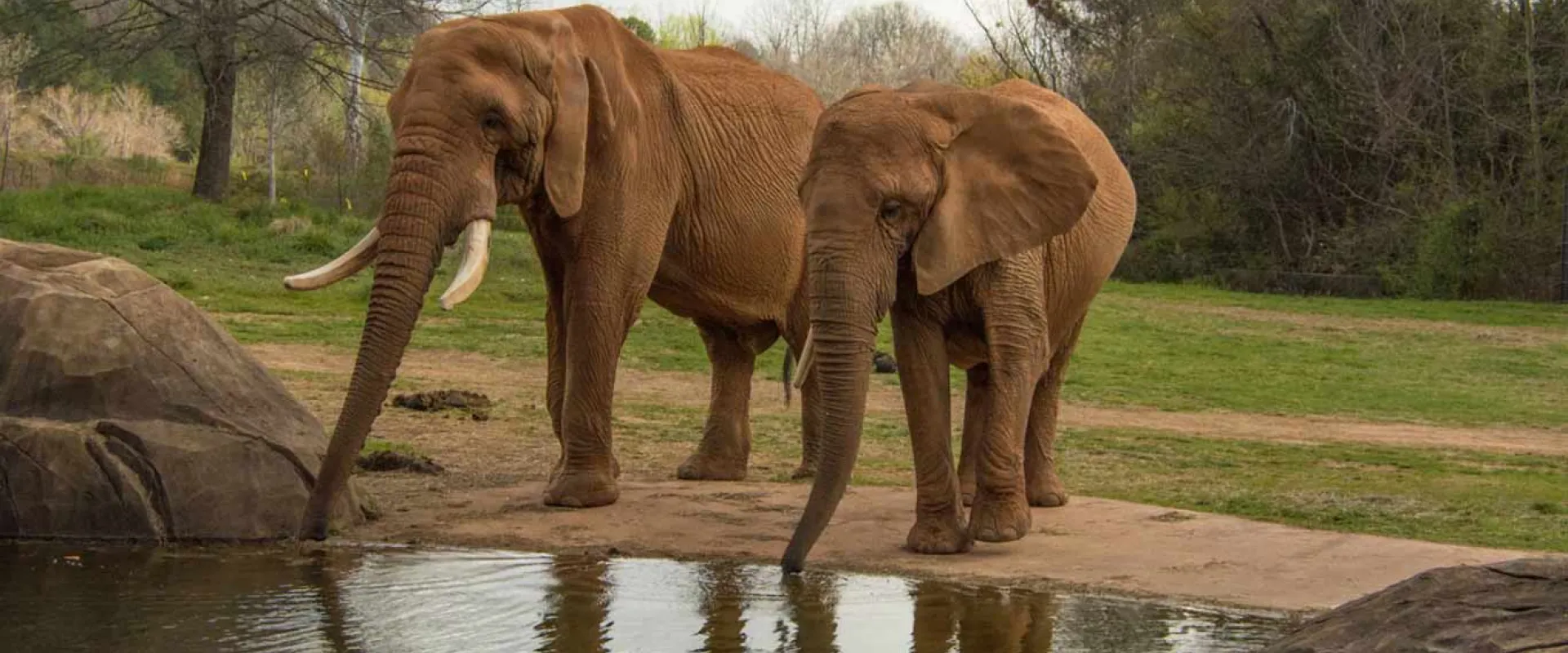 Two Elephants stand together with their trunks dipping into a small pond with large rocks on its shoreline. A grassy field and a line of trees are visible in the background.